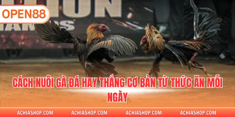 Cách nuôi gà đá hay thắng cơ bản từ thức ăn mỗi ngày